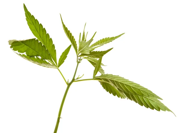 Cannabis silvestre aislado sobre fondo blanco — Foto de Stock