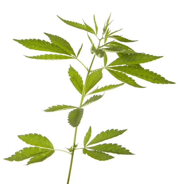 Bush cannabis isolated on white background — Stock Photo, Image