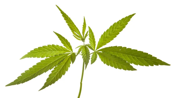 Beyaz arka plan üzerinde izole bush esrar