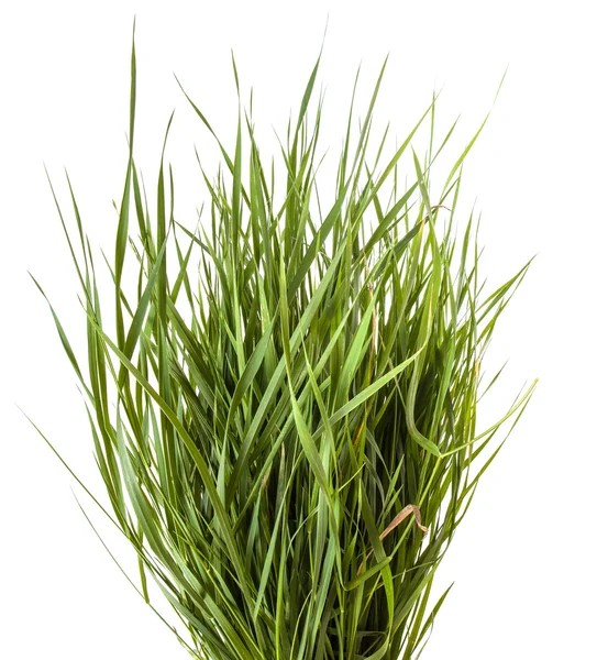 Bundle of green grass isolated on white background — Stock Photo, Image