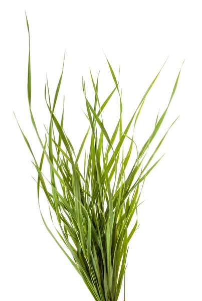 Bundle of green grass isolated on white background — Stock Photo, Image