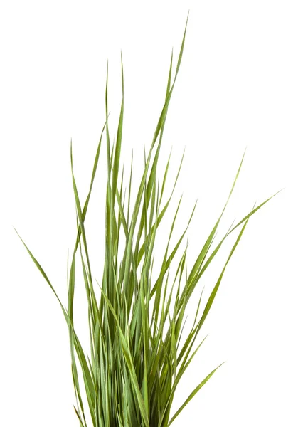 Manojo de hierba verde aislado sobre fondo blanco —  Fotos de Stock
