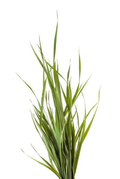Bundel van groen gras geïsoleerd op witte achtergrond — Stockfoto