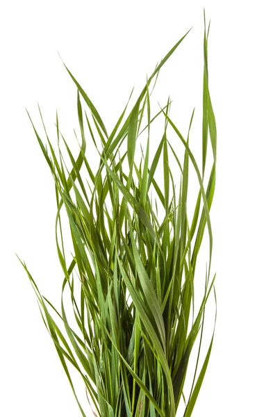 Feixe de grama verde isolado no fundo branco — Fotografia de Stock