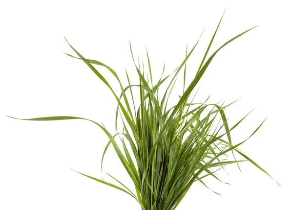 Bundel van groen gras geïsoleerd op witte achtergrond — Stockfoto