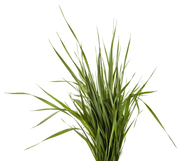 Feixe de grama verde isolado no fundo branco — Fotografia de Stock
