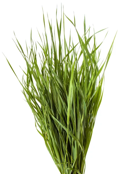 Bunt av grönt gräs isolerad på vit bakgrund — Stockfoto