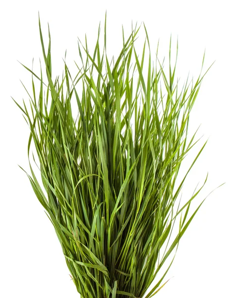 Bundle of green grass isolated on white background — Stock Photo, Image