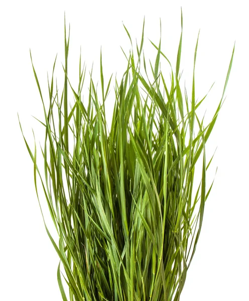 Bundle of green grass isolated on white background — Stock Photo, Image