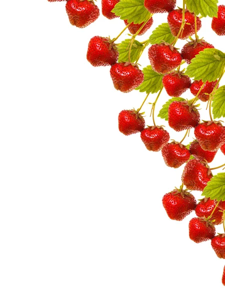 Reife Erdbeeren auf dem Keim auf weißem Hintergrund. Collage — Stockfoto