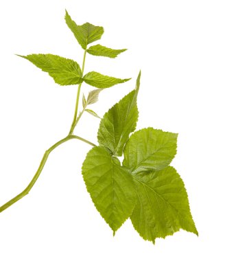 Yeşil Ahududu yaprakları. Beyaz arka plan üzerinde izole