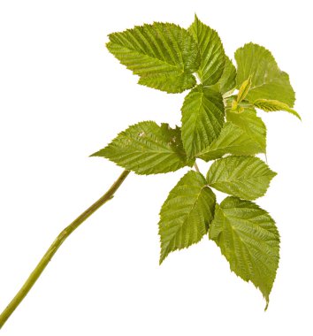 Yeşil Ahududu yaprakları. Beyaz arka plan üzerinde izole