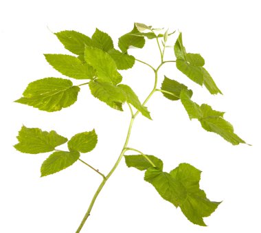 Yeşil Ahududu yaprakları. Beyaz arka plan üzerinde izole