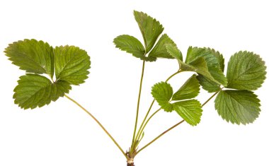 Beyaz arkaplanda yalıtılmış çilek yaprakları