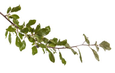 erik ağacı dalı. Beyaz arka plan üzerinde izole