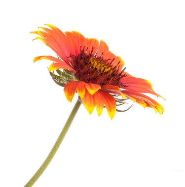 Beyaz arka plan üzerinde izole sarı-turuncu Bahçe çiçek