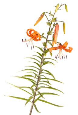 Beyaz arka plan üzerinde izole tiger lily çiçek