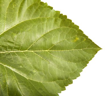 Beyaz bir arka plan üzerinde izole bir ayçiçeği yaprak parçası