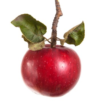 dal ile olgun elma izole üzerinde beyaz arka plan bırakır