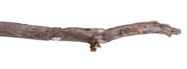 Beyaz arka plan üzerinde izole kuru elma ağacı dalı