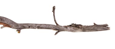 Beyaz arka plan üzerinde izole kuru elma ağacı dalı