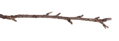 Beyaz arka plan üzerinde izole kuru elma ağacı dalı