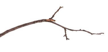 Beyaz arka plan üzerinde izole kuru elma ağacı dalı