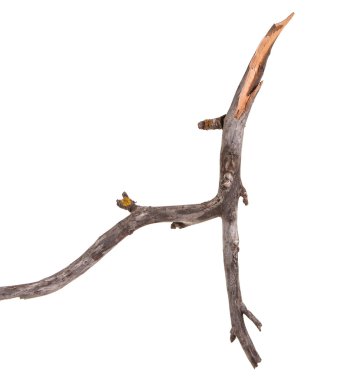 Beyaz arka plan üzerinde izole kuru elma ağacı dalı