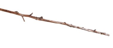 Beyaz arka plan üzerinde izole kuru elma ağacı dalı