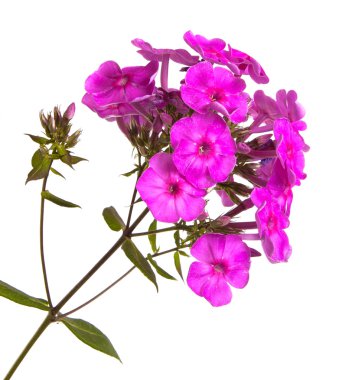 çiçek açan phlox beyaz arka plan üzerinde izole