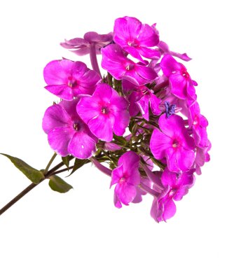 çiçek açan phlox beyaz arka plan üzerinde izole