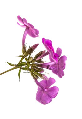 çiçek açan phlox beyaz arka plan üzerinde izole
