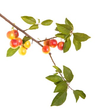 Kiraz eriği şube çilek ve üzerinde beyaz bac izole yaprakları ile
