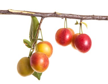 Kiraz eriği şube çilek ve üzerinde beyaz bac izole yaprakları ile