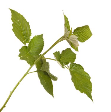 Yeşil Ahududu yaprakları. Beyaz arka plan üzerinde izole