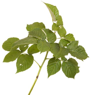 Yeşil Ahududu yaprakları. Beyaz arka plan üzerinde izole