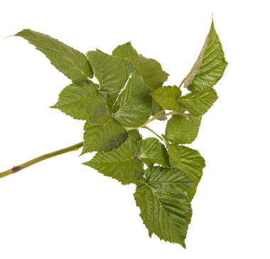 Yeşil Ahududu yaprakları. Beyaz arka plan üzerinde izole