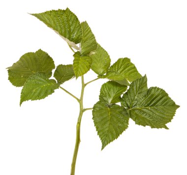 Yeşil Ahududu yaprakları. Beyaz arka plan üzerinde izole