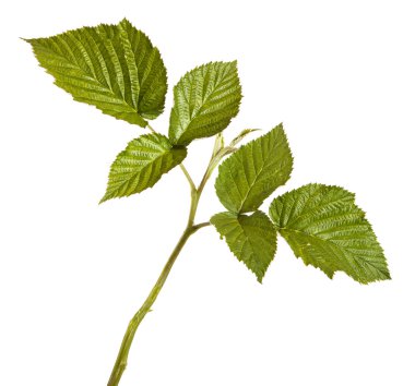 Yeşil Ahududu yaprakları. Beyaz arka plan üzerinde izole