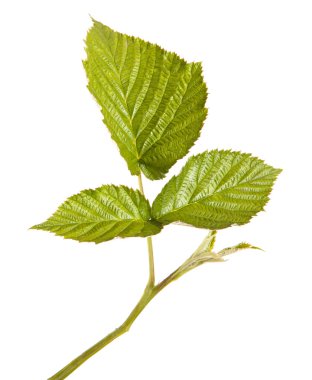 Yeşil Ahududu yaprakları. Beyaz arka plan üzerinde izole