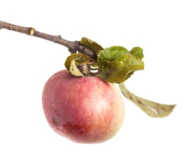 Olgun elma ve yaprakları ile şube. Beyaz arka plan üzerinde izole