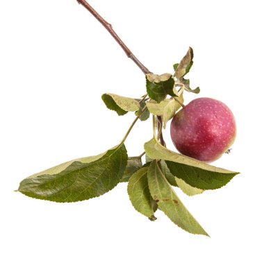 Olgun elma ve yaprakları ile şube. Beyaz arka plan üzerinde izole