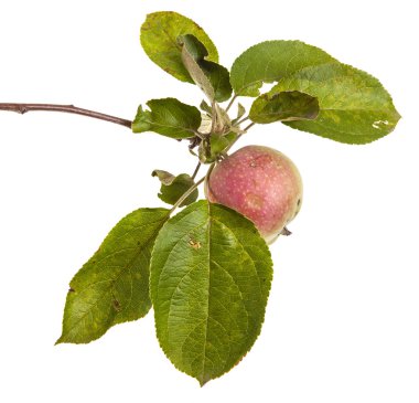 Olgun elma ve yaprakları ile şube. Beyaz arka plan üzerinde izole