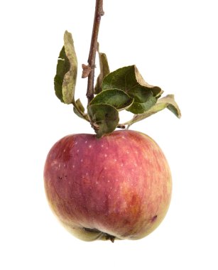 Olgun elma ve yaprakları ile şube. Beyaz arka plan üzerinde izole