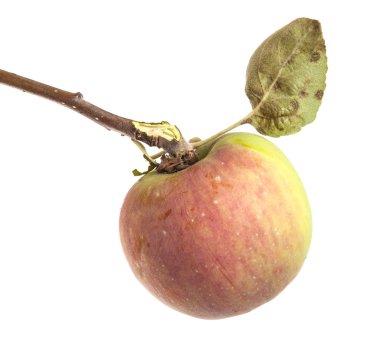 Olgun elma ve yaprakları ile şube. Beyaz arka plan üzerinde izole