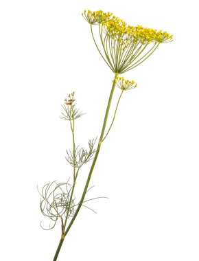 rezene beyaz zemin üzerine çiçek şube