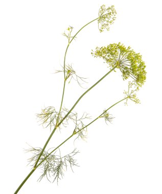 rezene beyaz zemin üzerine çiçek şube