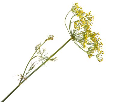 rezene beyaz zemin üzerine çiçek şube