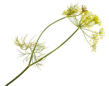 rezene beyaz zemin üzerine çiçek şube