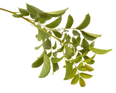 Ceviz bir dalda bırakır. Beyaz arka plan üzerinde izole